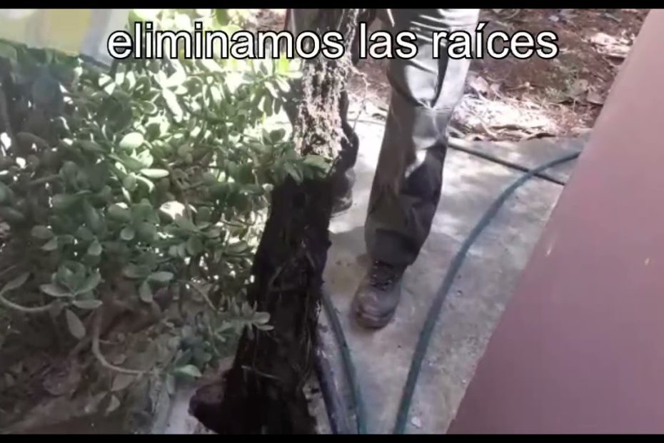 desatasco de tuberías por raíces