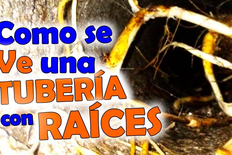 inspección de tuberías con raíces